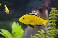 Labidochromis - Caeruleus (Golden)